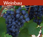 Weinbau